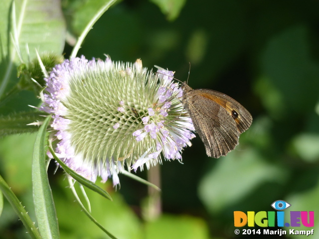 FZ006870 Meadow Brown butterfly (Maniola jurtina)